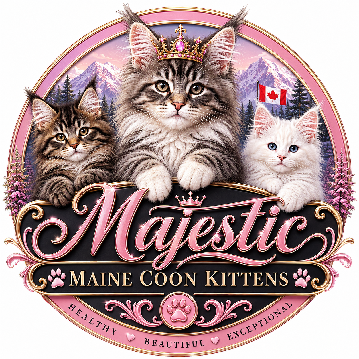 BUY MAINE COON KITTENS