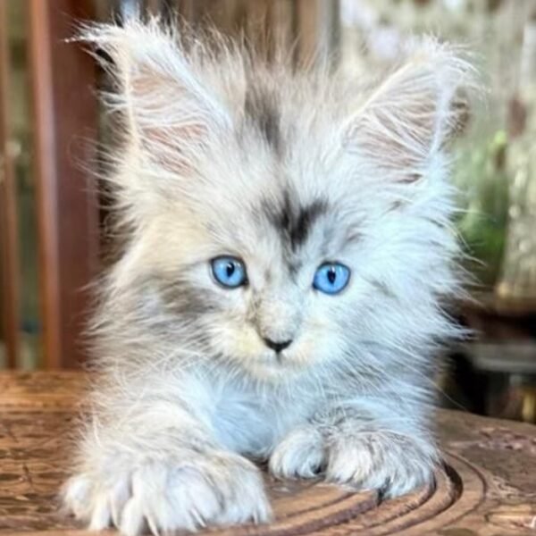 BUY MAINE COON KITTEN