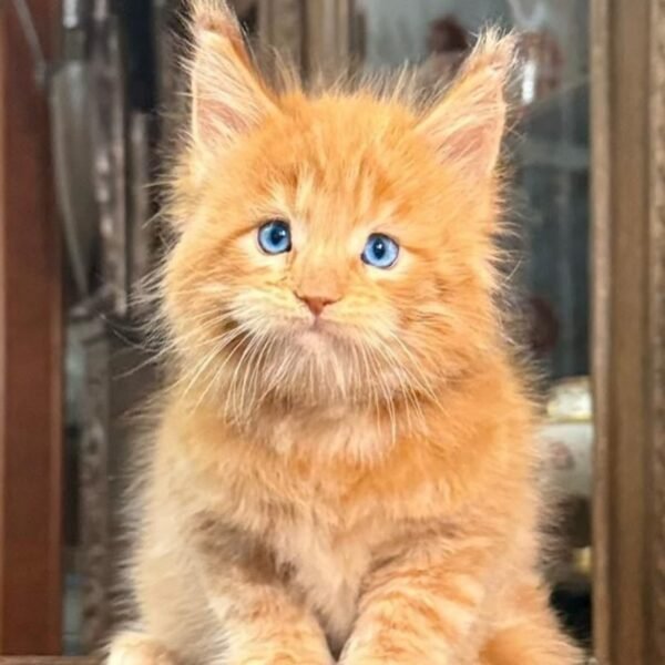 MAINE COON KITTENS FOR SALE