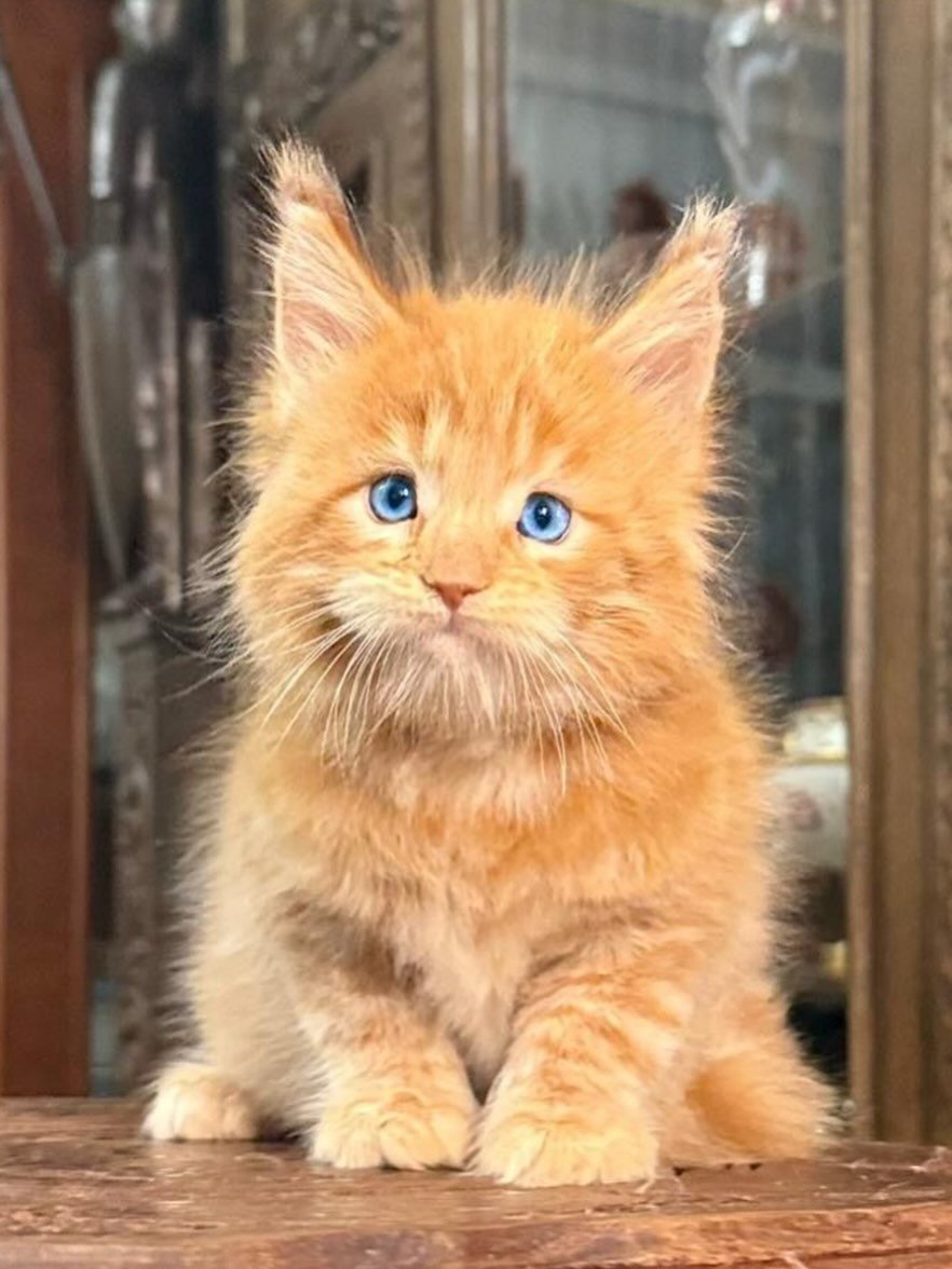 MAINE COON KITTENS FOR SALE MAINE COON KITTENS FOR SALE