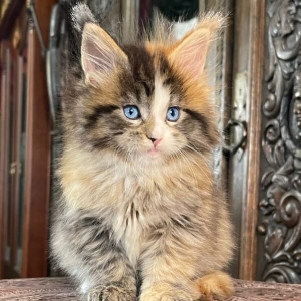 MAINE COON CATS FOR SALE