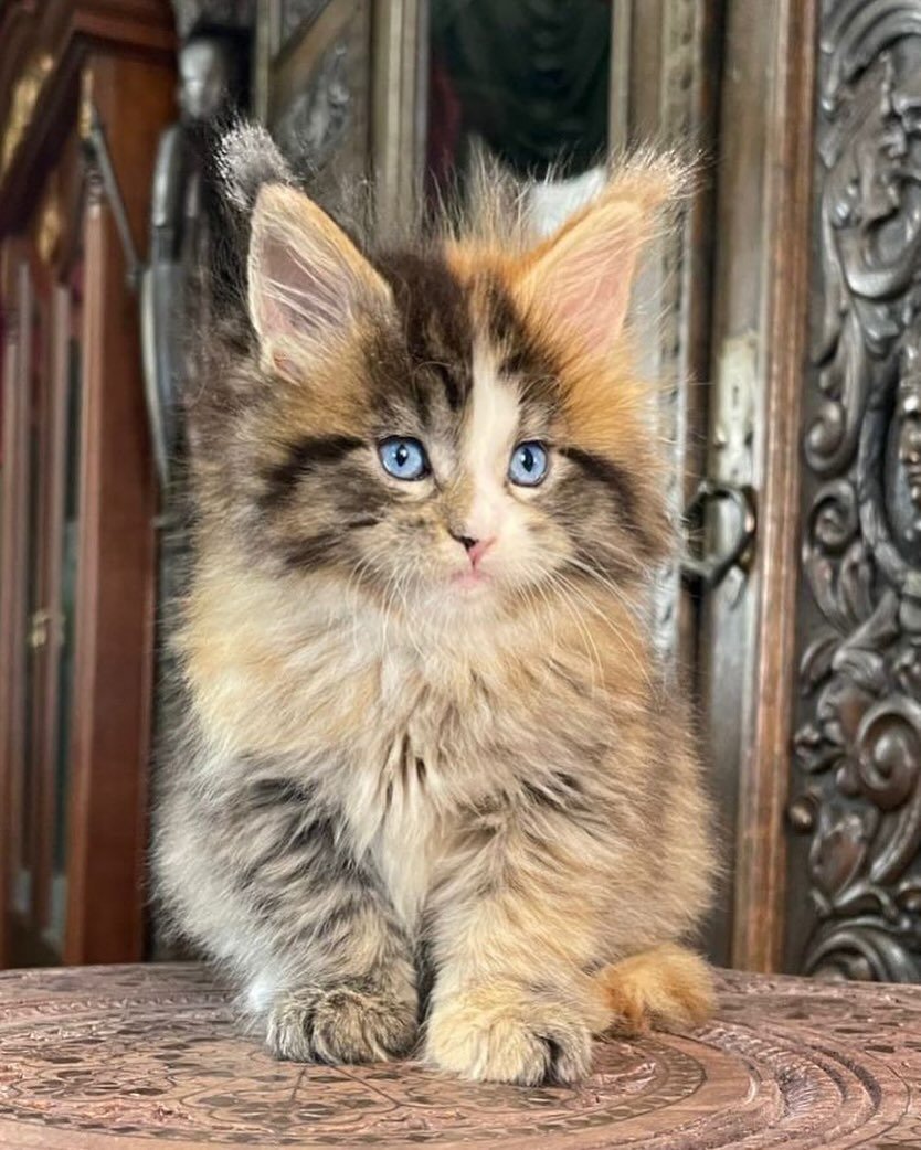 MAINE COON CATS FOR SALE MAINE COON CATS FOR SALE