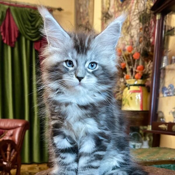 BUY MAINE COON KITTEN