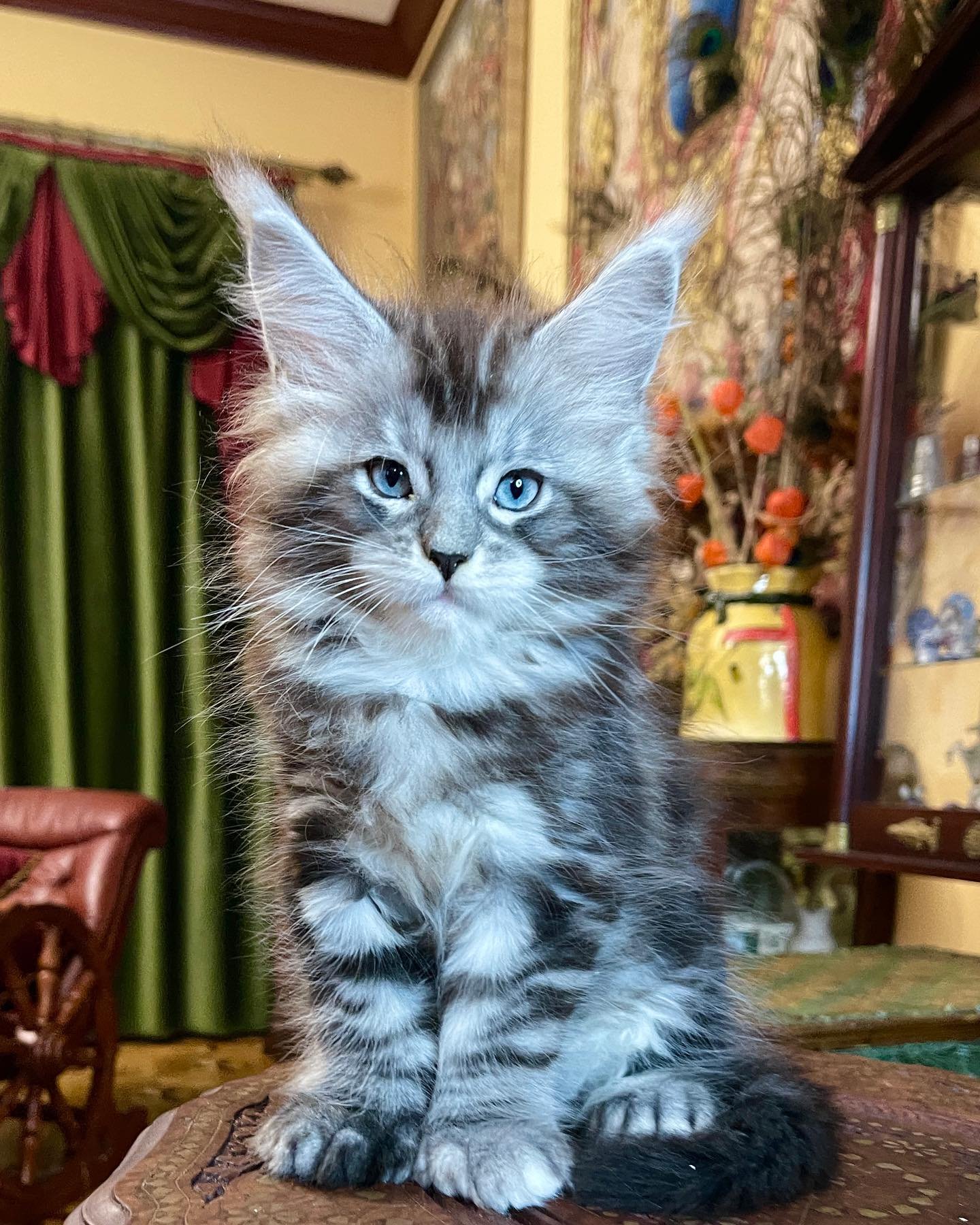 BUY MAINE COON KITTEN BUY MAINE COON KITTEN