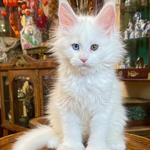MAINE COON KITTENS FOR SALE CANADA