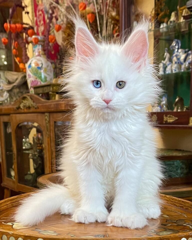 MAINE COON KITTENS FOR SALE CANADA