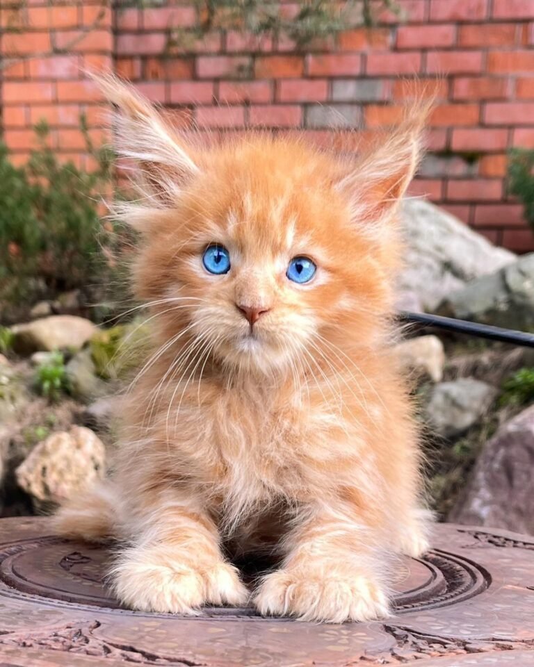 MAINE COON FOR SALE