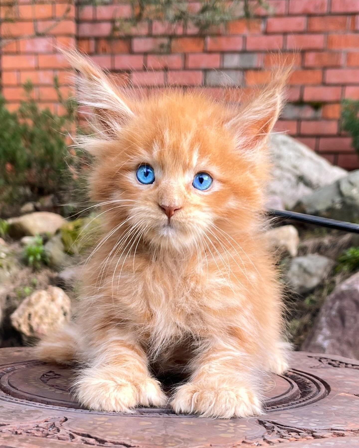 MAINE COON FOR SALE MAINE COON FOR SALE