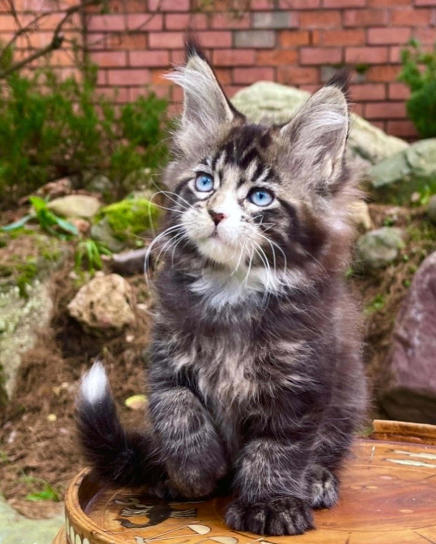 BUY MAINE COON KITTEN BUY MAINE COON KITTEN