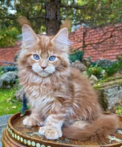 MAINE COON KITTENS FOR SALE