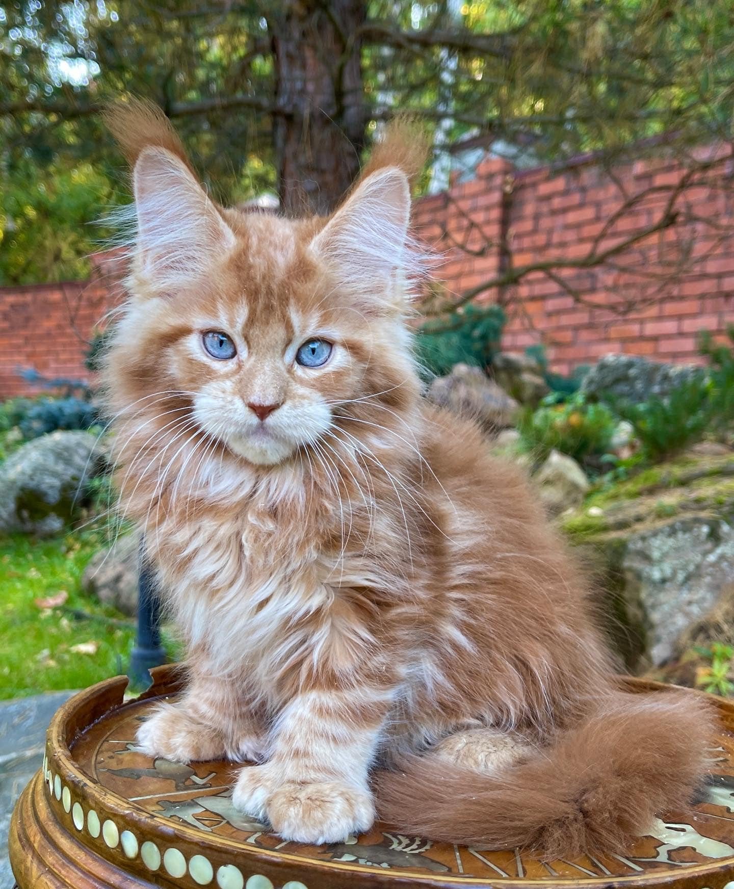 MAINE COON KITTENS FOR SALE MAINE COON KITTENS FOR SALE