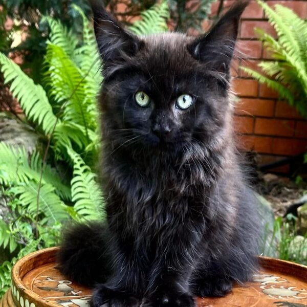 MAINE COON FOR SALE