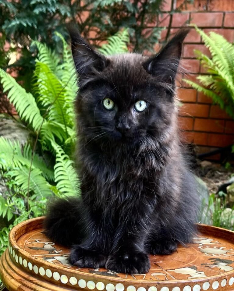 MAINE COON FOR SALE