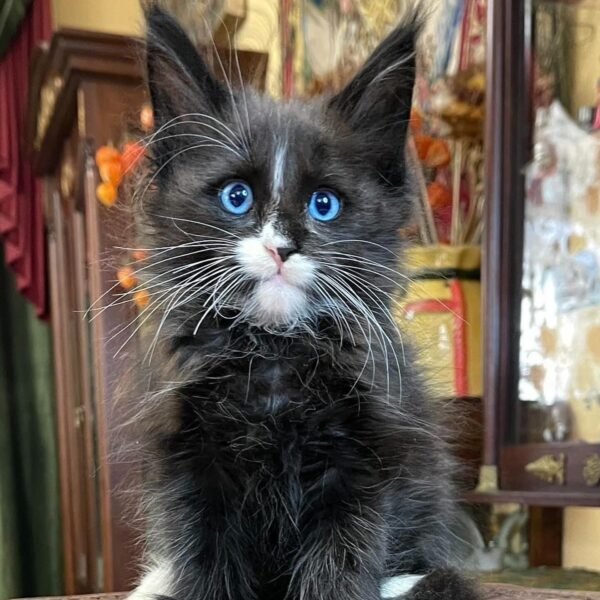 MAINE COON KITTENS FOR SALE