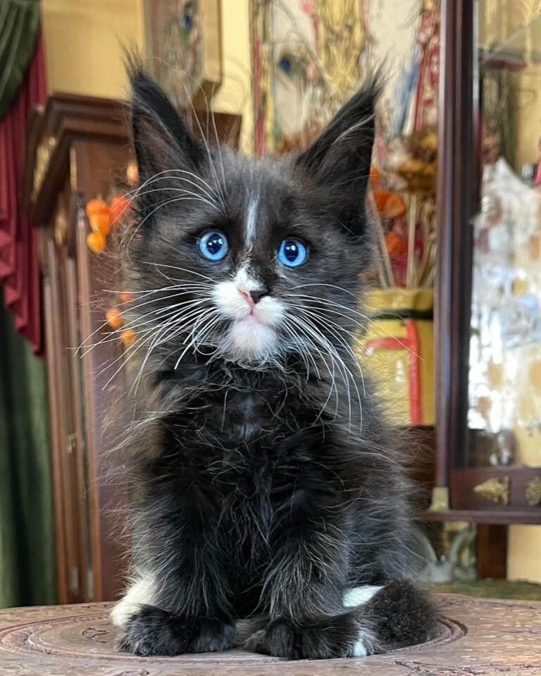 MAINE COON KITTENS FOR SALE