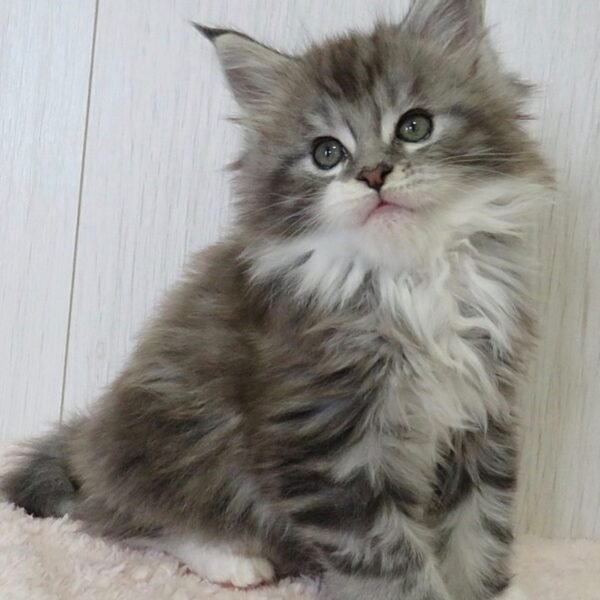 MAINE COON CATS FOR SALE CANADA