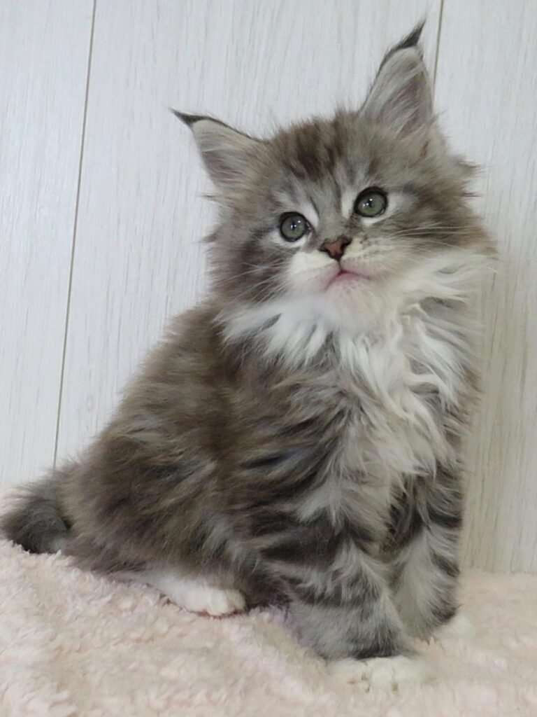 MAINE COON CATS FOR SALE CANADA