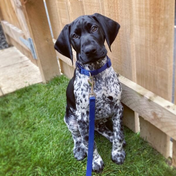 GSP PUPPIES FOR SALE