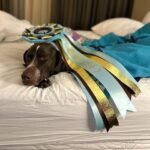 GERMAN SHORTHAIRED POINTER BREEDER