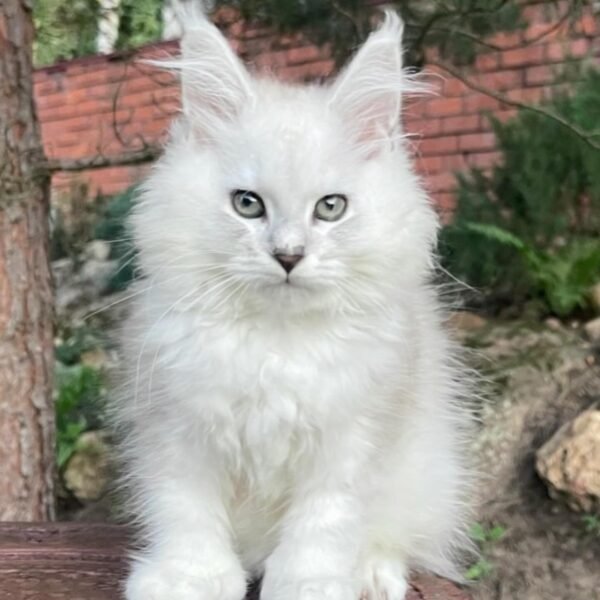 BUY MAINE COON KITTENS