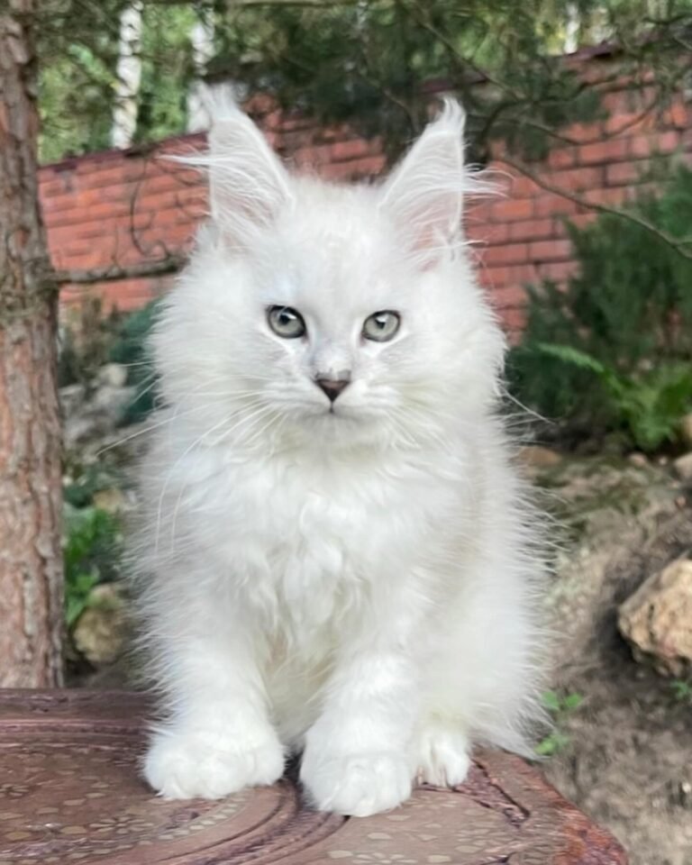 BUY MAINE COON KITTENS