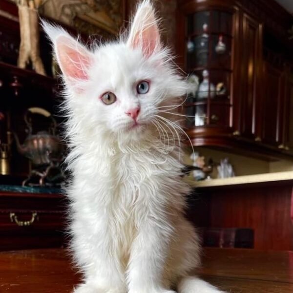 BUY MAINE COON KITTENS