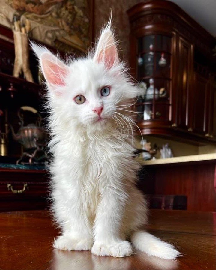 BUY MAINE COON KITTENS BUY MAINE COON KITTENS