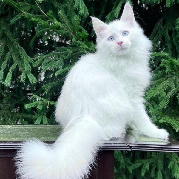 MAINE COON KITTENS FOR SALE CANADA