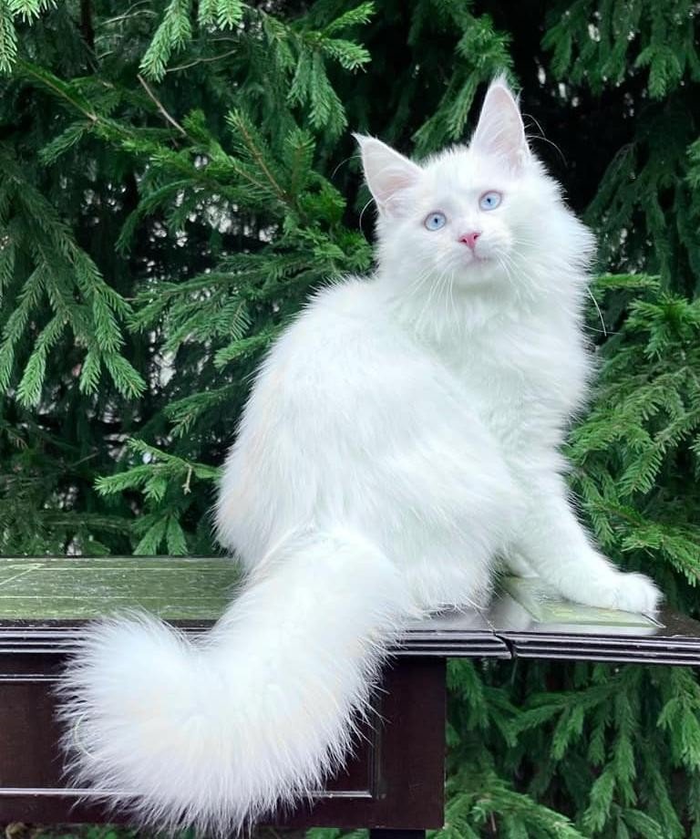 MAINE COON KITTENS FOR SALE CANADA