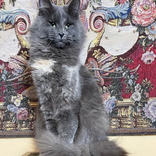 MAINE COON KITTENS FOR SALE CANADA
