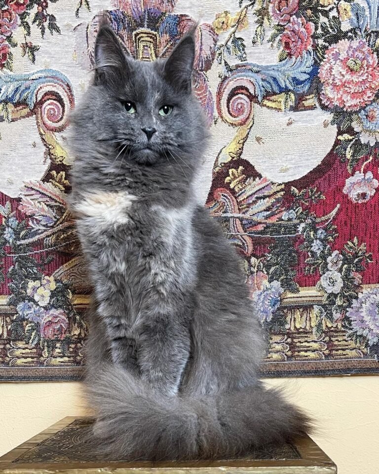 MAINE COON KITTENS FOR SALE CANADA