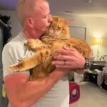 MAINE COON KITTENS FOR SALE CALGARY
